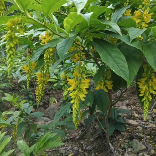 金秀县包邮黄花倒水莲花