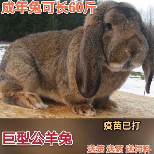 新沂市兔子活体大体公羊兔活体兔子巨无霸兔子大型肉兔可长60斤包邮包