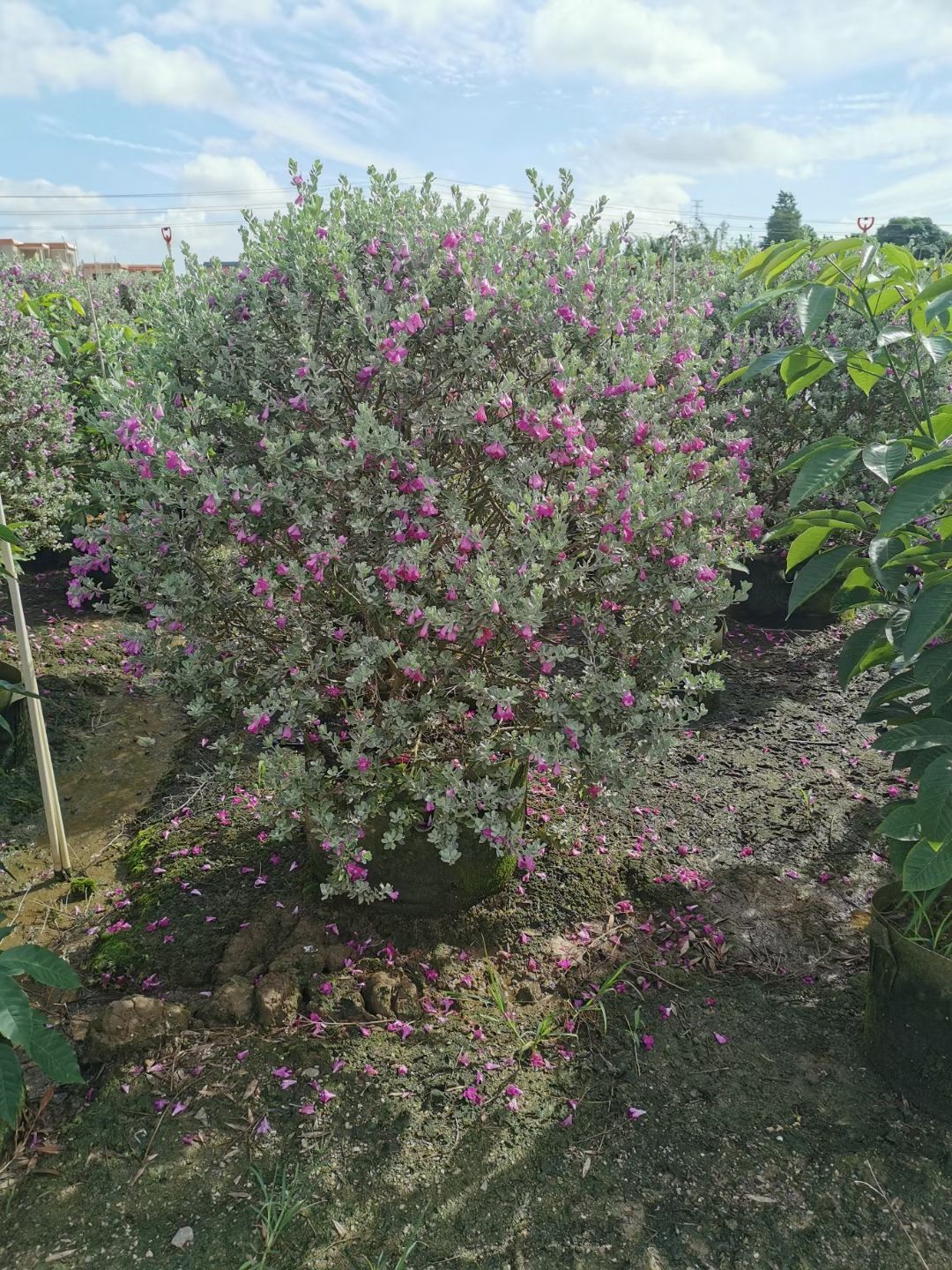 红芙蓉 红花玉芙蓉球型袋苗1-1.5各规格现货供应根系发达常绿小灌木