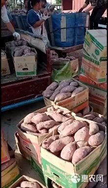 精品商薯19，商品薯，加工薯，淀粉薯，产地直供欢迎选购