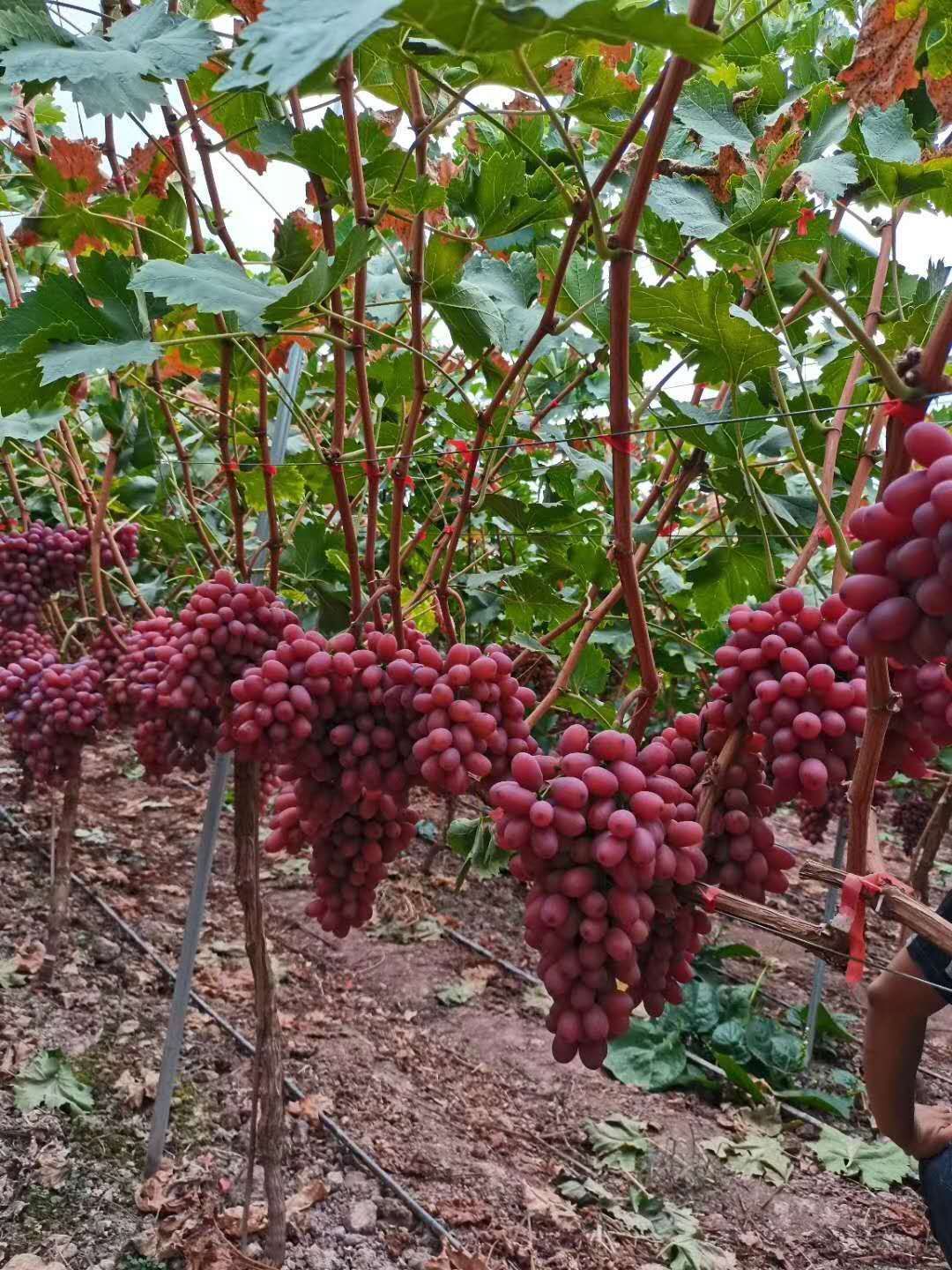  西昌克伦生无籽葡萄，优质果，产地直销，代办一条龙服务