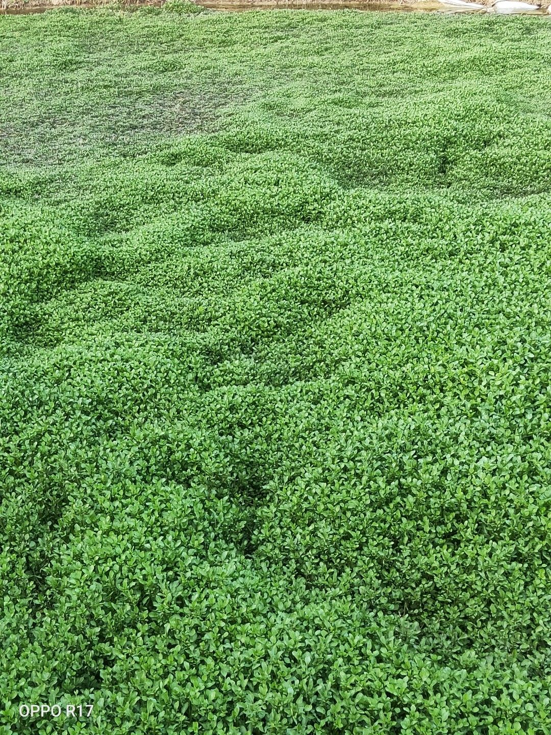 西洋菜、豆瓣菜種苗