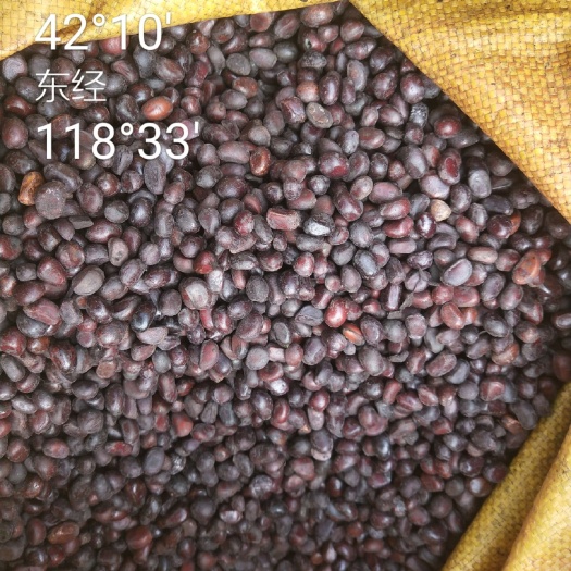 中药材赤芍  赤芍种子
