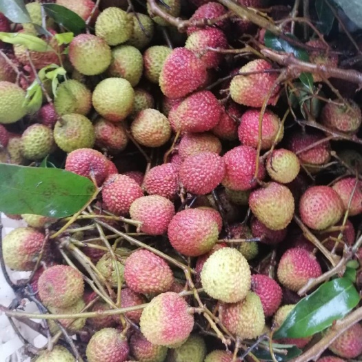 阳西县妃子笑荔枝 1cm 