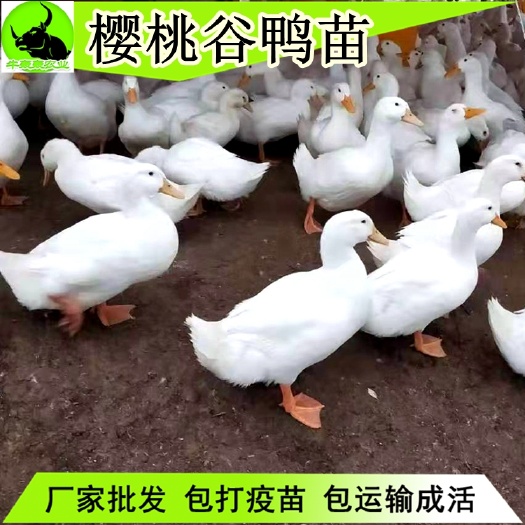 南宁批发优质桂柳鸭苗、樱桃谷、大白鸭苗，全国包邮，质量保证