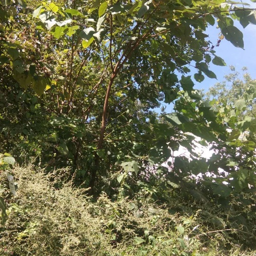 郧西县 构木苗出售