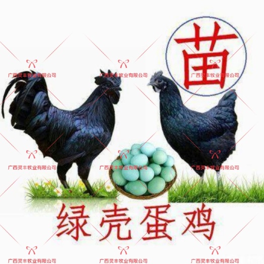 南宁（30只起发)【五黑一绿/绿壳蛋鸡苗】乌骨鸡苗孵化场直销
