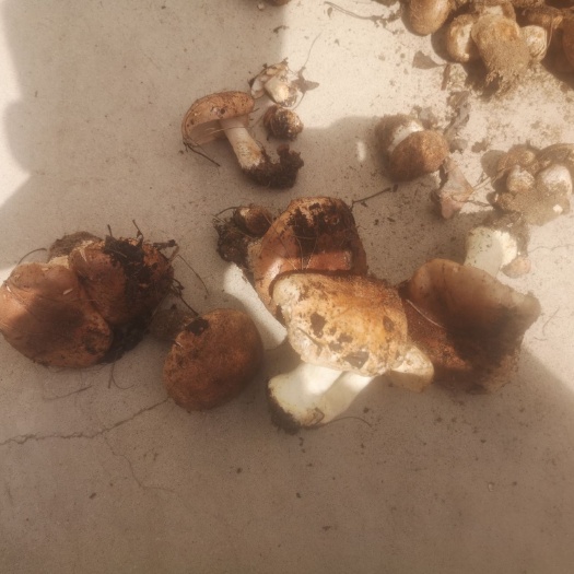 多伦县内蒙特产地扣蘑菇鲜货1000gx1袋  量大私信我便宜