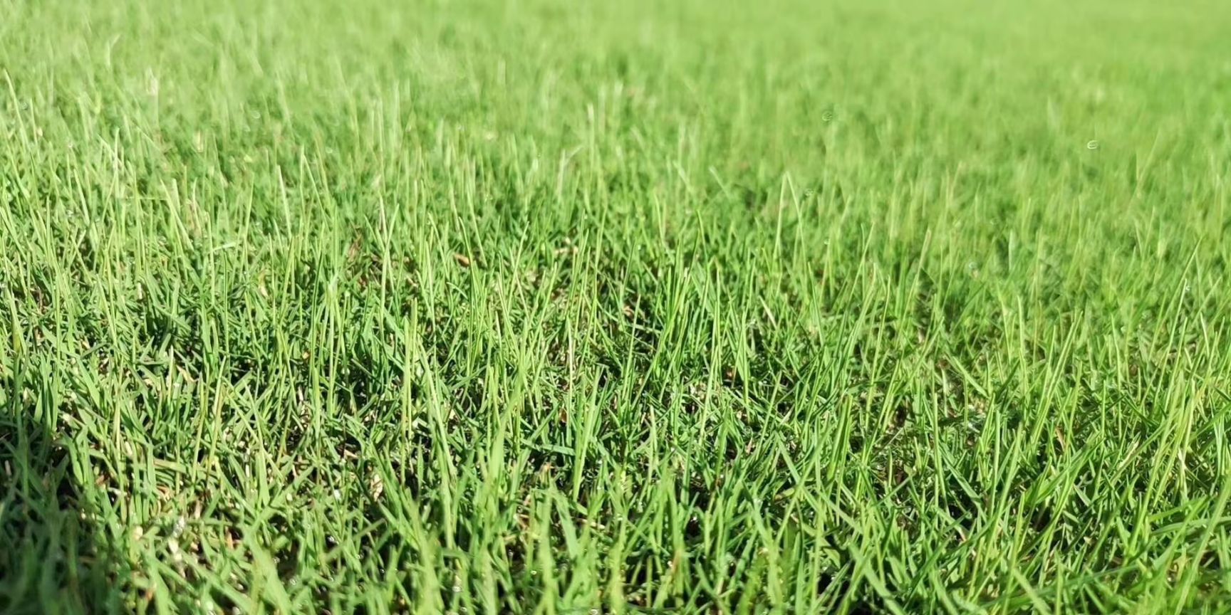 大量供应沙培混播黑麦草