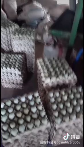 商丘绿壳蛋  绿壳鸡蛋
