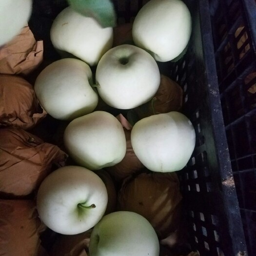 秦皇岛黄金帅 黄元帅苹果，干净大个白，有要的随时联系