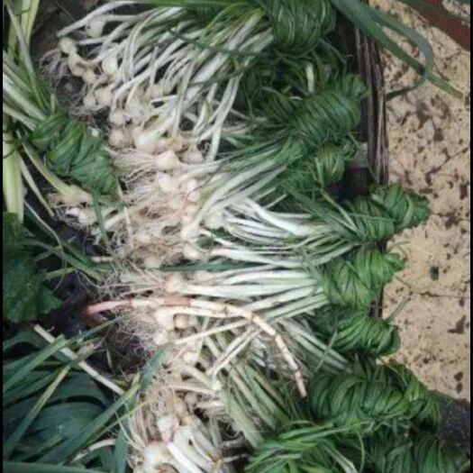 大方县鱼腥草  苦蒜苗   折耳根   蕨菜     春菜