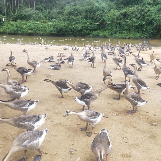 阳江 阳江鹅