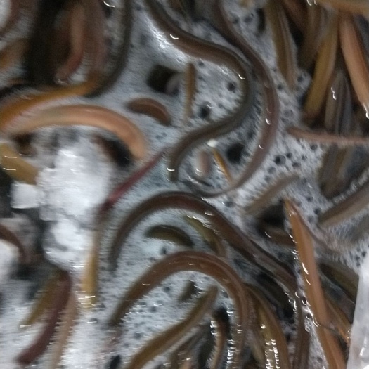 南宁有机黄鳝  广西南宁，大量供应，黄鳝鱼苗，
