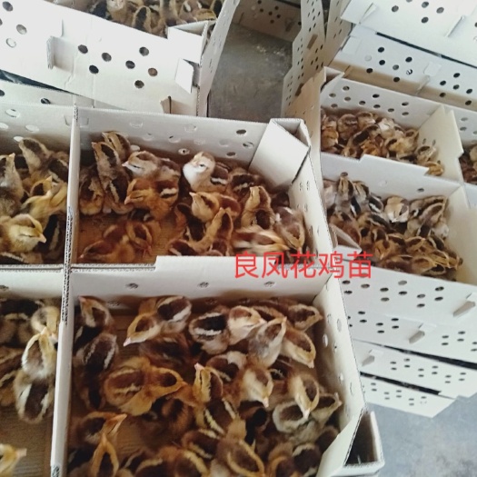 南宁良凤花鸡苗 好管理  快大 易养殖 成品鸡 重量在8到9斤