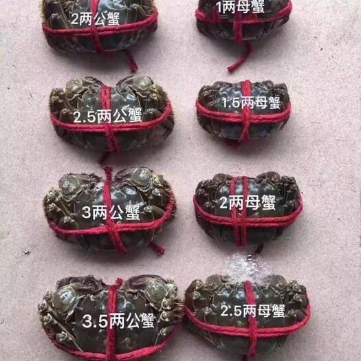 盘山县盘锦河蟹毛母  一两母    一两半母  上市了，肥嫩鲜香