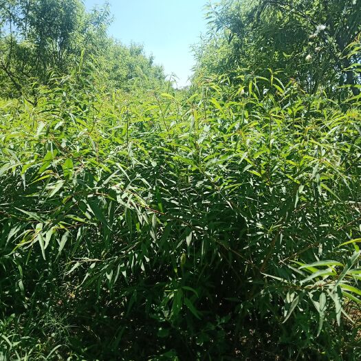 扁桃树苗  巴旦木树苗，一年的，二年的，随要随挖，品种良好，薄皮，果大，