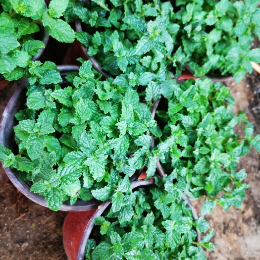沭阳县薄荷盆栽可食用香草新鲜薄荷叶罗勒迷迭香室内绿植茉莉花水培植物