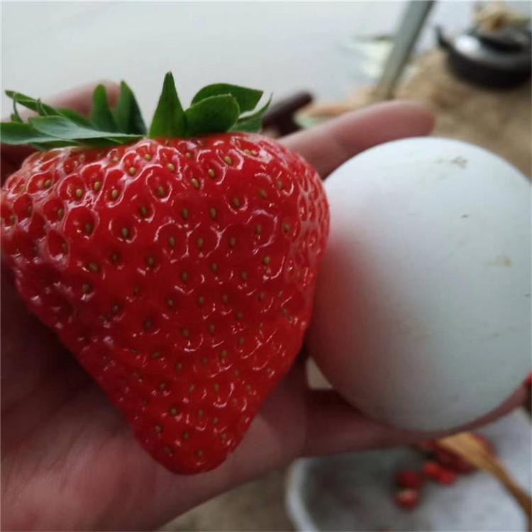 草莓穴盘脱毒苗
久香穴盘草莓苗  天仙醉穴盘草莓苗