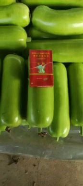 邯郸瓠瓜  精品，瓠子，需要的可以视频看货