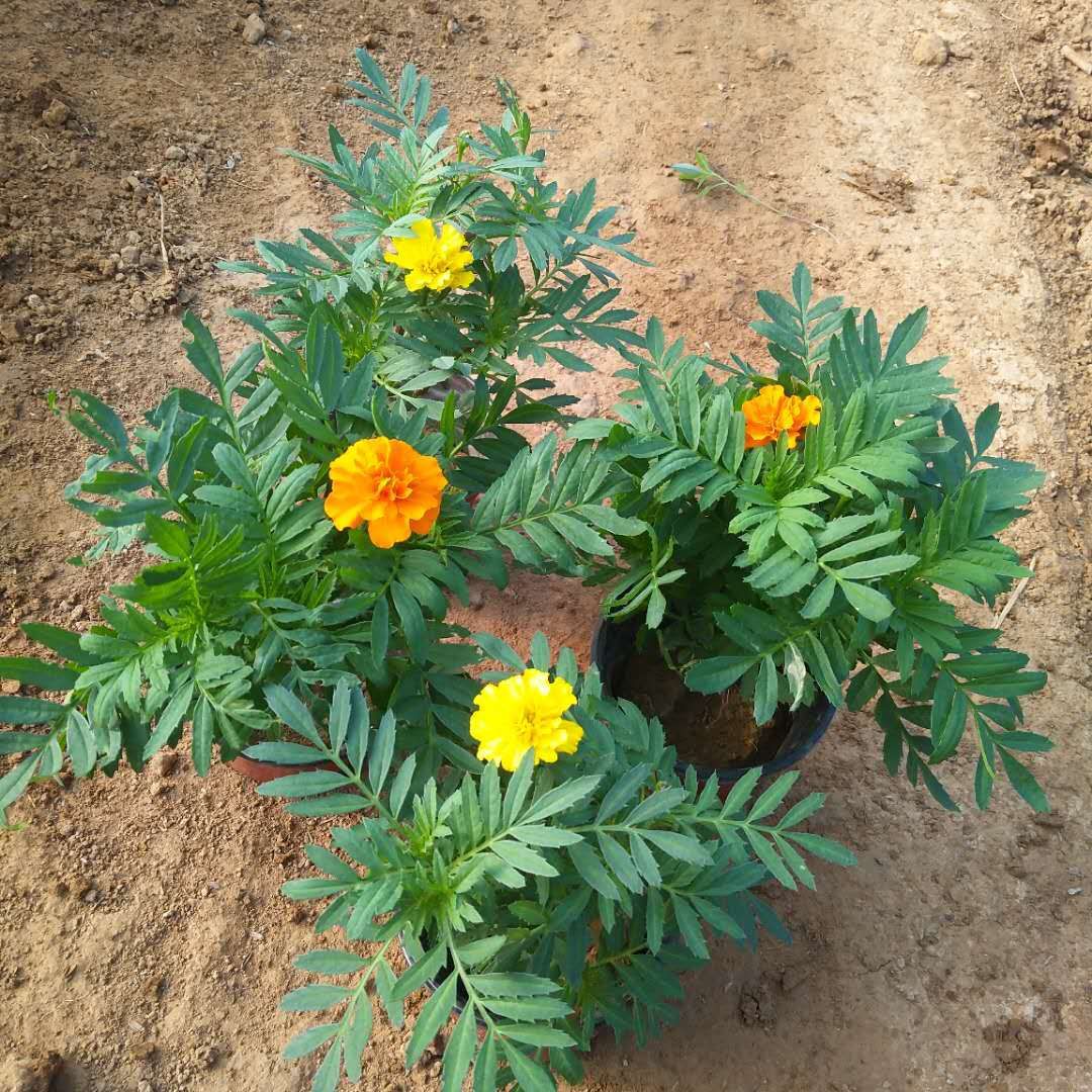  孔雀草