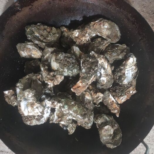 阳西县 广东阳江生蚝批发 零售