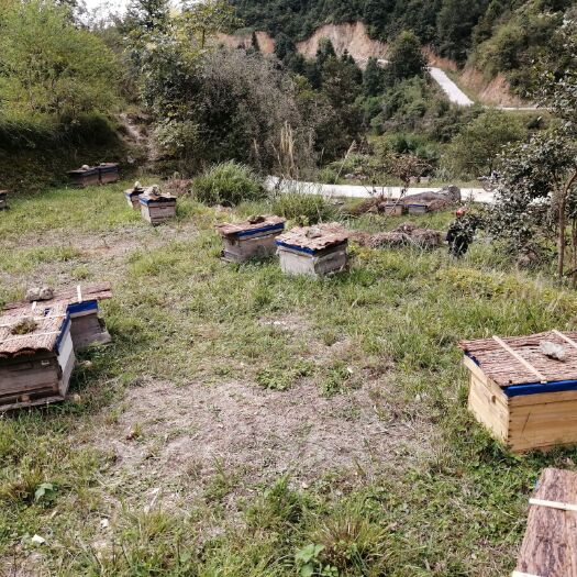 兴国县 自产自销土蜂蜜，中华田园蜂蜜，500克瓶装蜂蜜