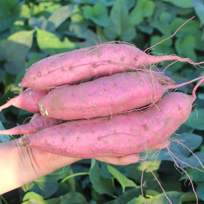 豫薯  十亩板栗小香薯红薯 欢迎代办电商商超前来合作