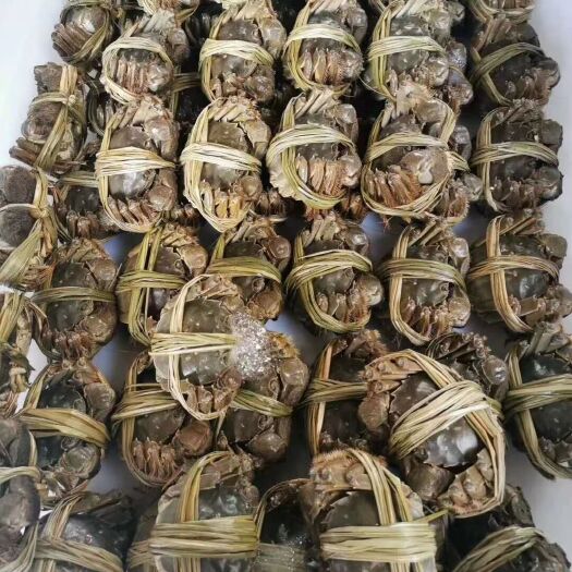扬州泰兴大闸蟹  江苏红膏大闸蟹