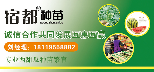 早佳8424西瓜苗  嫁接西瓜苗成活率高，嫁接8424西瓜苗【宿都种苗】