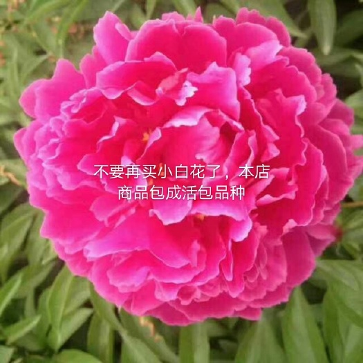 柘城县花牡丹  洛阳牡丹