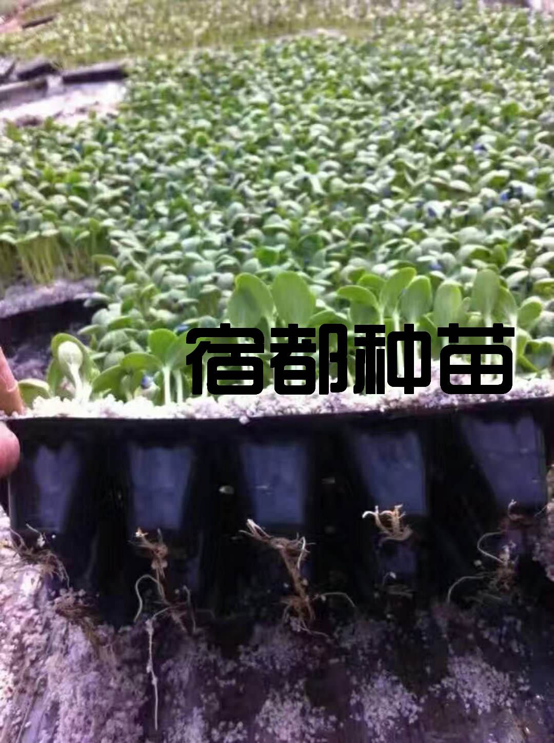 早佳8424西瓜苗  嫁接西瓜苗成活率高，嫁接8424西瓜苗【宿都种苗】