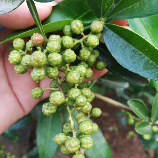 昆明 昭通鲁甸青花椒