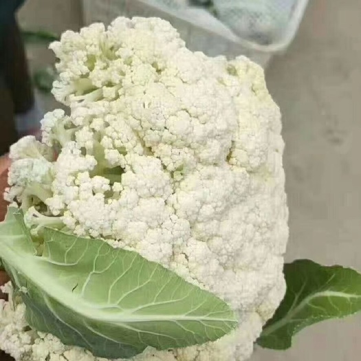 邯郸白花菜花  精品，有机菜花，价格不贵，