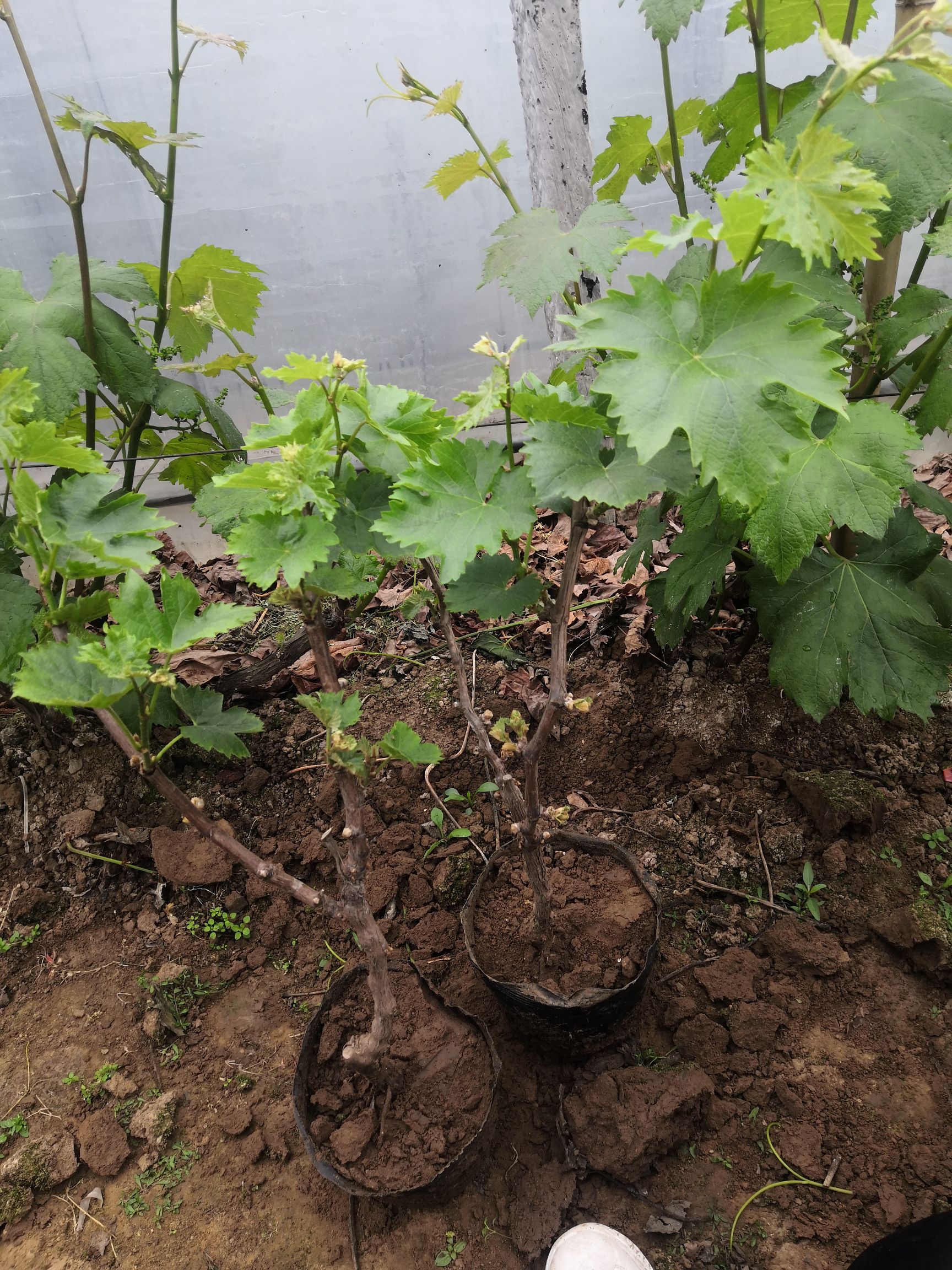 盆栽葡萄种植技术视频(盆栽葡萄种植技术视频讲解)