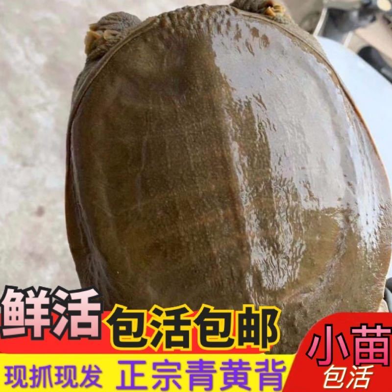 生态甲鱼  外塘生态老甲鱼包邮货到死亡包赔