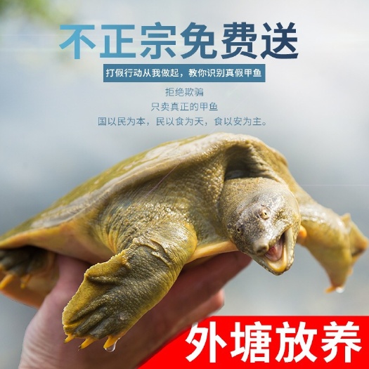固始县生态甲鱼  外塘生态老甲鱼包邮货到死亡包赔