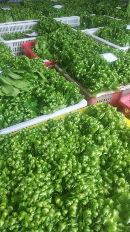 台山市 山苏菜，当天采摘，当天发货，欢迎合作