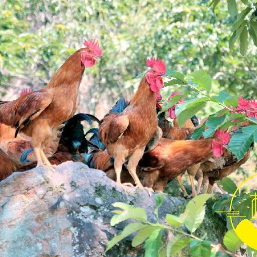 丽水土鸡  实地拍摄11多个月全高山放养跑山鸡，肉质超好，欢迎基地考察