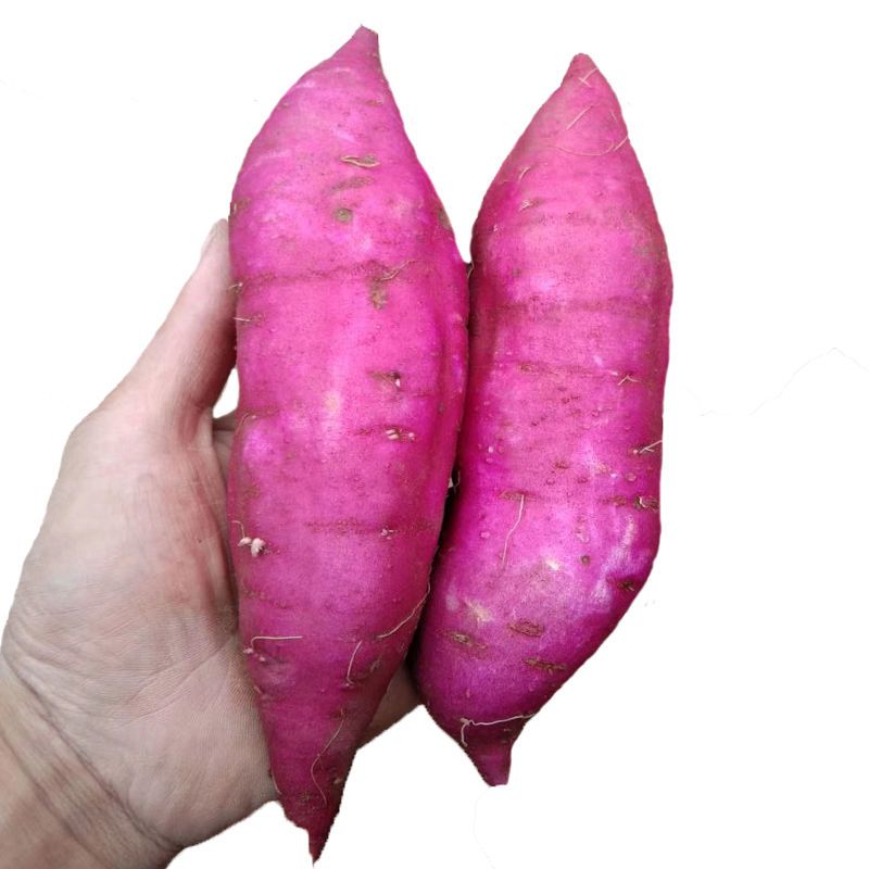 豫薯  十亩板栗小香薯红薯 欢迎代办电商商超前来合作