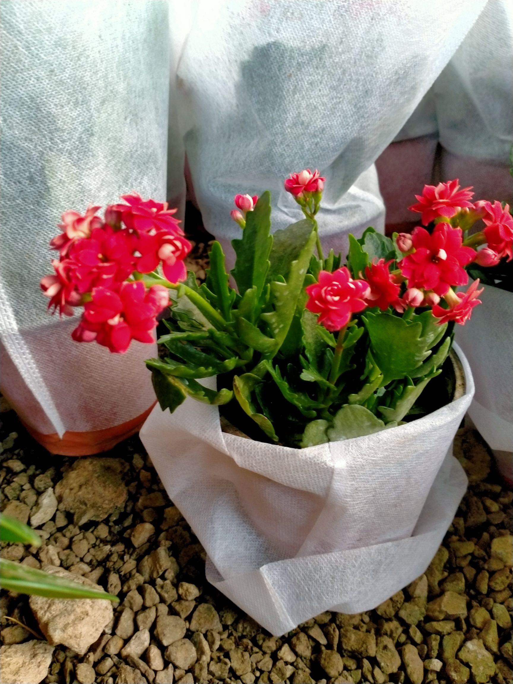 長壽花盆栽 四季開花濃香 耐寒植物 帶花苞發貨