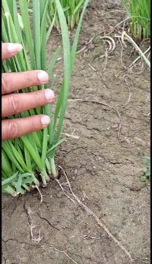 徐州小叶韭菜 头茬
