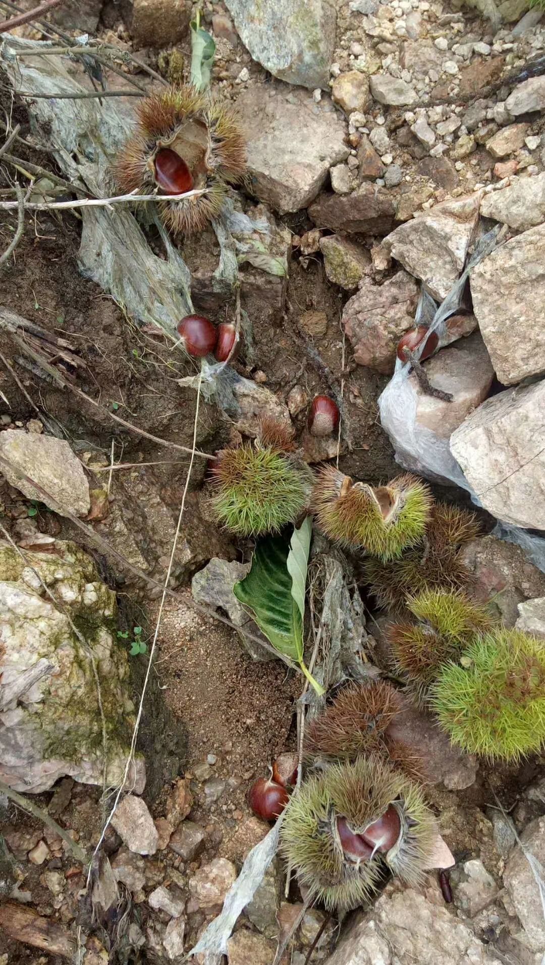 山东油栗 沂蒙山板栗纯绿色食品，口感香糯甜！欢迎品尝
