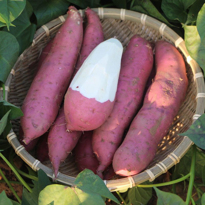 豫薯  十亩板栗小香薯红薯 欢迎代办电商商超前来合作