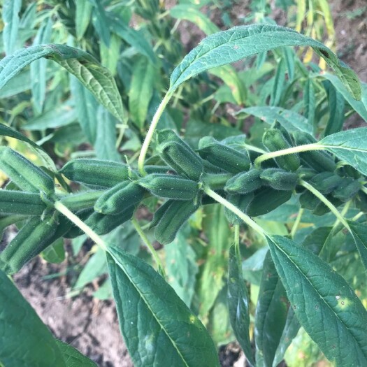 郧西县 鄂西北白芝麻、颗粒饱满、