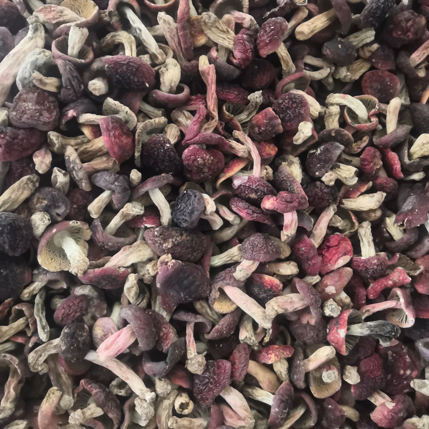  红菇，红菇娘，月子菇，红椎菌