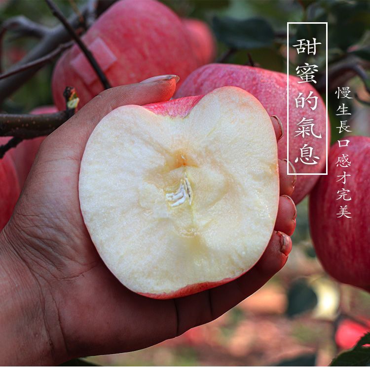 红富士苹果  烟台苹果10斤红富士山东栖霞非冰糖心整箱包邮