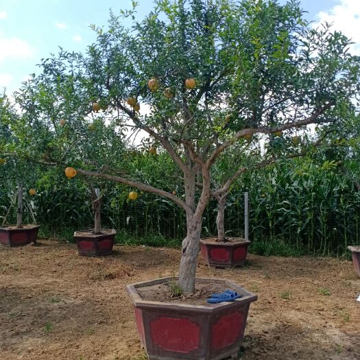 枣庄造型石榴树 优惠处理一批盆栽石榴树，假植石榴树，大果子甜石榴。因用场地。
