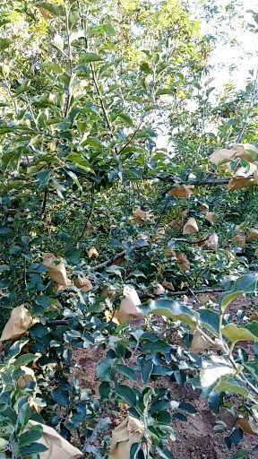  陕西洛川苹果产地直销 具体看货说价  非诚勿扰