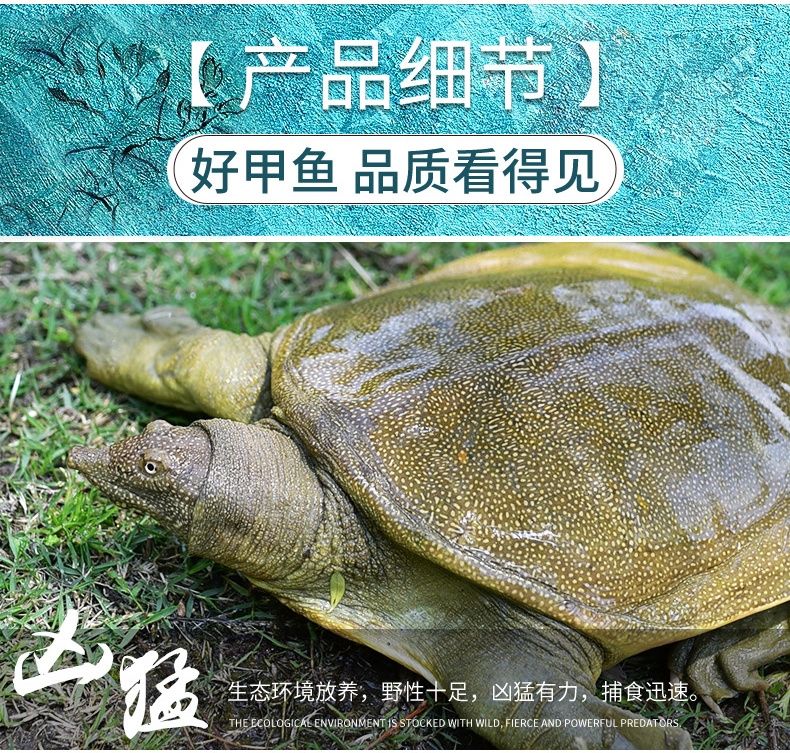 生态甲鱼  外塘生态老甲鱼包邮货到死亡包赔